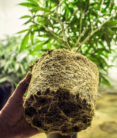 cannabis sex testing cannabis sex testing